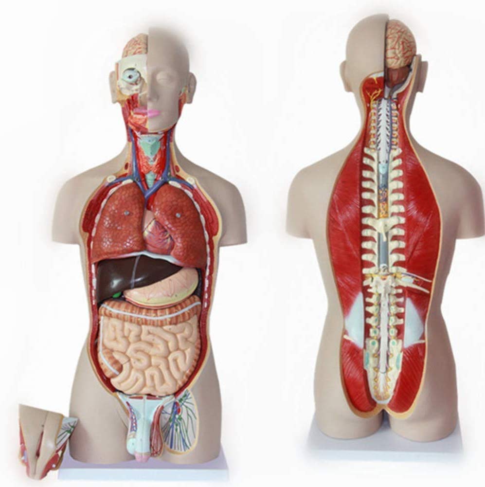 人体解剖学 Amazon.co.jp: 人体解剖学 研究キューブ 人体の9つの部分を見せ